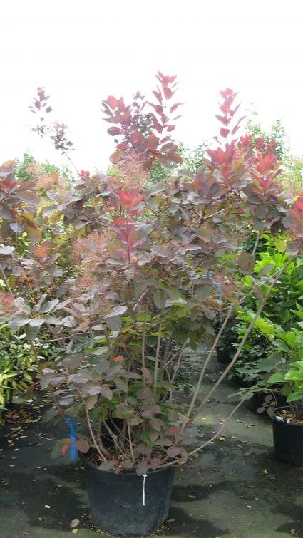Pruikenboom (Cotinus 'Grace') 4 Pruikenboom (Cotinus 'Grace') - Afbeelding 2