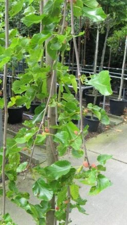 Moerbei Als Treurboom (Morus Alba 'Pendula') -Tuinplanten Winkel 20120821152753 9