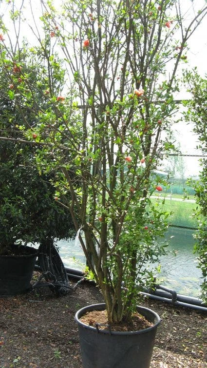 Granaatappel Als Struik (Punica Granatum) 9 Granaatappel Als Struik (Punica Granatum) - Afbeelding 7