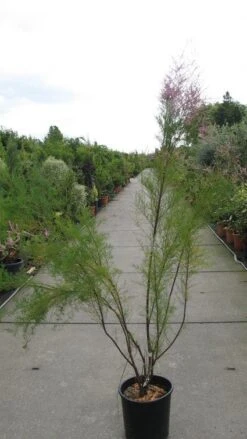 Tamarisk (Tamarix Ramosissima) -Tuinplanten Winkel 20120821153712 3