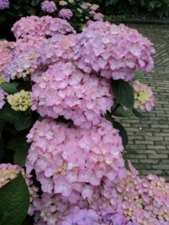 Hortensia (Hydrangea 'Endless Summer' Roze) -Tuinplanten Winkel 20120826131346 1
