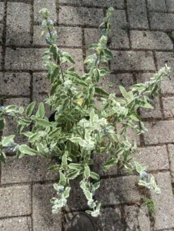 Caryopteris (Caryopteris 'White Surprise') -Tuinplanten Winkel 20120906172949 1