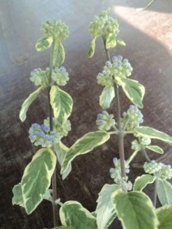 Caryopteris (Caryopteris 'White Surprise') -Tuinplanten Winkel 20120906173008 1