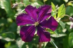 Bosrank (Clematis 'Etoile Violette') -Tuinplanten Winkel 20120919134343 1