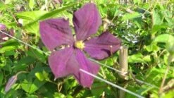 Bosrank (Clematis 'Etoile Violette') -Tuinplanten Winkel 20120919134427 1