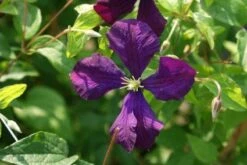 Bosrank (Clematis 'Etoile Violette') -Tuinplanten Winkel 20120919134442 1