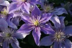 Bosrank (Clematis 'Justa') -Tuinplanten Winkel 20120919134614 1