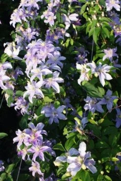 Bosrank (Clematis 'Justa') -Tuinplanten Winkel 20120919134633 1