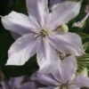 Bosrank (Clematis 'Justa') 2 Bosrank (Clematis 'Justa') -Tuinplanten Winkel 20120919134711 1