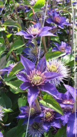 Bosrank (Clematis 'Multi Blue') 14 Bosrank (Clematis 'Multi Blue') -Tuinplanten Winkel 20120919135232 1