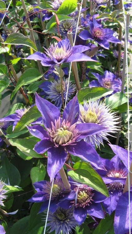 Bosrank (Clematis 'Multi Blue') 7 Bosrank (Clematis 'Multi Blue') - Afbeelding 5