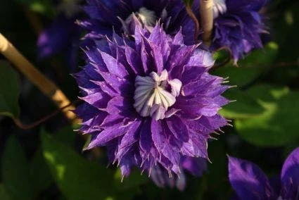 Bosrank (Clematis 'Multi Blue') 4 Bosrank (Clematis 'Multi Blue') - Afbeelding 2