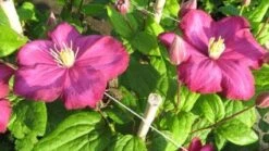 Bosrank (Clematis 'Ville De Lyon') -Tuinplanten Winkel 20120919140451 1
