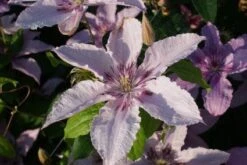 Bosrank (Clematis 'Hagley Hybrid') -Tuinplanten Winkel 20120919151059 1
