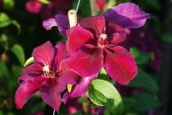 Bosrank (Clematis 'Huvi') -Tuinplanten Winkel 20120919151236 1