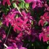 Bosrank (Clematis 'Huvi') -Tuinplanten Winkel 20120919151304 1