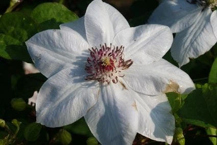 Bosrank (Clematis 'Miss Bateman') 6 Bosrank (Clematis 'Miss Bateman') - Afbeelding 4