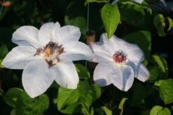 Bosrank (Clematis 'Miss Bateman') 10 Bosrank (Clematis 'Miss Bateman') -Tuinplanten Winkel 20120919151555 1