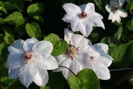 Bosrank (Clematis 'Miss Bateman') 4 Bosrank (Clematis 'Miss Bateman') - Afbeelding 2
