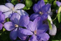 Bosrank (Clematis 'Mrs Cholmondeley') 17 Bosrank (Clematis 'Mrs Cholmondeley') -Tuinplanten Winkel 20120919151745 1