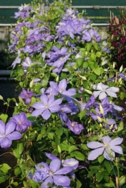 Bosrank (Clematis 'Mrs Cholmondeley') 11 Bosrank (Clematis 'Mrs Cholmondeley') -Tuinplanten Winkel 20120919151800 1