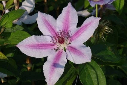 Bosrank (Clematis 'Nelly Moser') 7 Bosrank (Clematis 'Nelly Moser') - Afbeelding 5