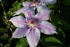 Bosrank (Clematis 'Nelly Moser') 17 Bosrank (Clematis 'Nelly Moser') -Tuinplanten Winkel 20120919151949 1