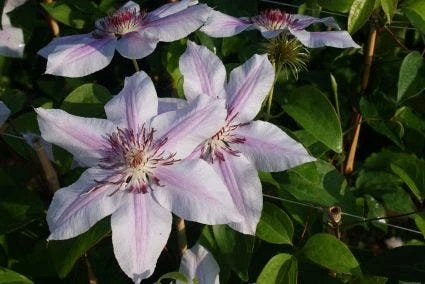 Bosrank (Clematis 'Nelly Moser') 9 Bosrank (Clematis 'Nelly Moser') - Afbeelding 7