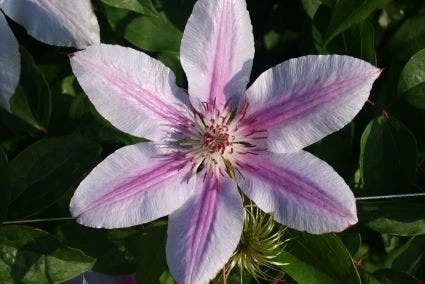 Bosrank (Clematis 'Nelly Moser') 8 Bosrank (Clematis 'Nelly Moser') - Afbeelding 6