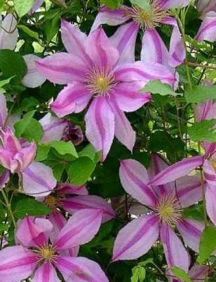 Bosrank (Clematis 'Nelly Moser') 4 Bosrank (Clematis 'Nelly Moser') - Afbeelding 2