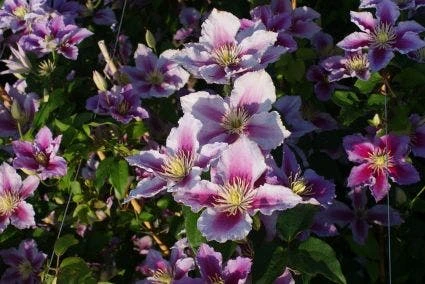 Bosrank (Clematis 'Piilu') 9 Bosrank (Clematis 'Piilu') - Afbeelding 7