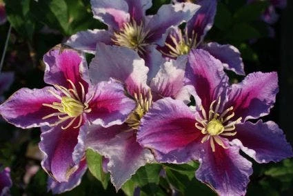 Bosrank (Clematis 'Piilu') 4 Bosrank (Clematis 'Piilu') - Afbeelding 2