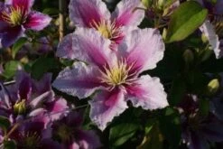 Bosrank (Clematis 'Piilu') 16 Bosrank (Clematis 'Piilu') -Tuinplanten Winkel 20120919152221 1