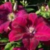 Bosrank (Clematis 'Rouge Cardinal') -Tuinplanten Winkel 20120919152318 1
