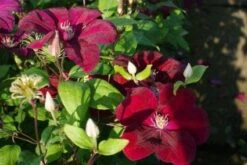 Bosrank (Clematis 'Rouge Cardinal') 10 Bosrank (Clematis 'Rouge Cardinal') -Tuinplanten Winkel 20120919152351 1