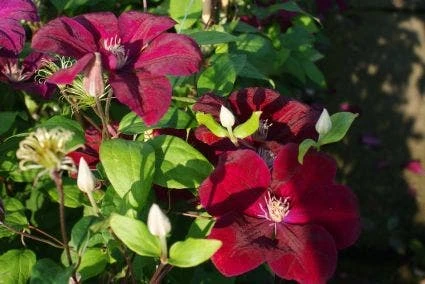 Bosrank (Clematis 'Rouge Cardinal') 6 Bosrank (Clematis 'Rouge Cardinal') - Afbeelding 4