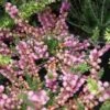 Struikheide (Calluna Vulgaris 'J.H. Hamilton') 1 Struikheide (Calluna Vulgaris 'J.H. Hamilton') -Tuinplanten Winkel 20120920104132 1