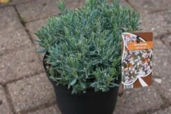 Lavendelheide (Andromeda Polifolia 'Blue Ice') -Tuinplanten Winkel 20120920104257 1