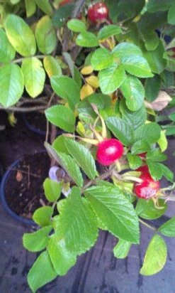 Rimpelroos (Rosa Rugosa) 11 Rimpelroos (Rosa Rugosa) -Tuinplanten Winkel 20120928093027 2