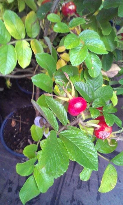 Rimpelroos (Rosa Rugosa) 6 Rimpelroos (Rosa Rugosa) - Afbeelding 4