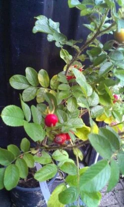 Rimpelroos (Rosa Rugosa 'Alba') -Tuinplanten Winkel 20120928093051 2