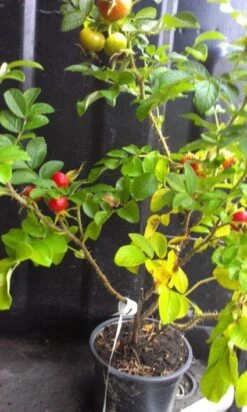 Rimpelroos (Rosa Rugosa 'Rubra') -Tuinplanten Winkel 20120928093246 2