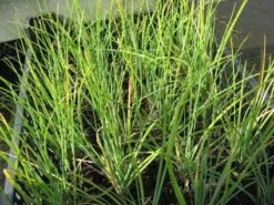 Bieslook (Allium Schoenoprasum) -Tuinplanten Winkel 20121002133212 1