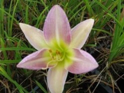 Daglelie (Hemerocallis 'Catherine Woodbury') -Tuinplanten Winkel 20121002135524 1