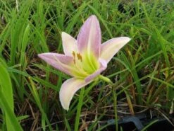 Daglelie (Hemerocallis 'Catherine Woodbury') -Tuinplanten Winkel 20121002135540 1