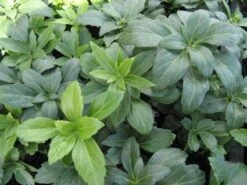 Pachysandra (Pachysandra Terminalis 'Green Carpet')