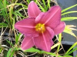 Daglelie (Hemerocallis 'Summer Wine') -Tuinplanten Winkel 20121002141441 1