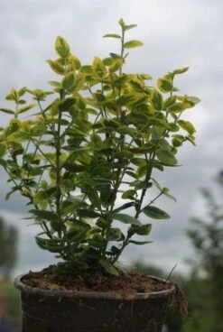 Kardinaalsmuts (Euonymus Fortunei 'Emerald 'n Gold') -Tuinplanten Winkel 20121002144447 3