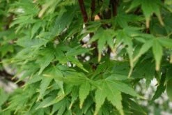 Japanse Esdoorn (Acer Palmatum 'Sangokaku') -Tuinplanten Winkel 20121003155550 9