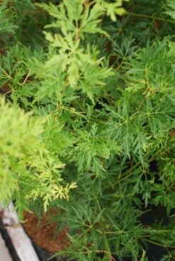 Japanse Esdoorn (Acer Palmatum 'Seiryu') -Tuinplanten Winkel 20121003155652 6